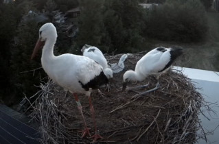 Obraz podglądu z kamery internetowej storks Ustroń